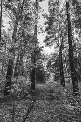 Black and white image of columns of coniferous trees in a glade within a coniferous forest, with tall coniferous trees and bushes in the background