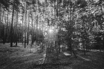 Black and white landscape of a coniferous forest, bathed in morning light with sunbeams in the center. A field where tall and slender coniferous trees grow.