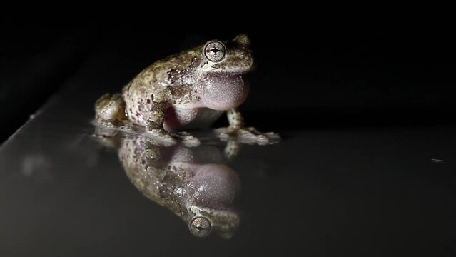 A male Cope s Gray Treefrog (Hyla chrysoscelis) calling for a mate with its distinctive trill. It is sitting on a damp surface that provides a reflection of the frog as he sings. Recorded during July 