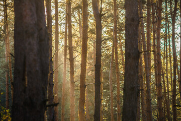 Thin, bare, tall columns of coniferous trees in a coniferous forest, illuminated by warm sunlight,...
