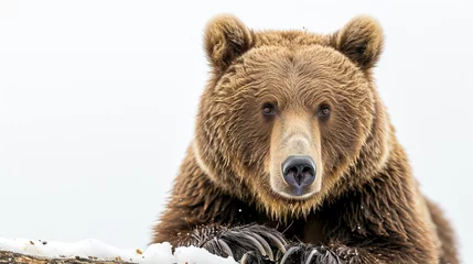 Fototapeten Bear on white background. Grizzly Bear male. AI Generative © We3 Animal