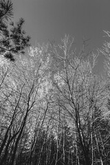 Black and White Photograph of Sparse and Bare Aspen Trees Against a Clear Sky, with Pine Trees in the Background