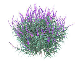 Mexican bush sage plant isolated,  bushes shrub and small plants 