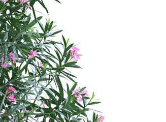 Fototapeta na wymiar Nerium flowers branch bushes shrub isolated