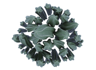 cactus isolated, top view