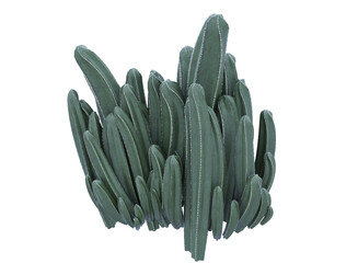 cactus isolated