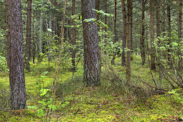Obraz premium Fabulous forest on green moss on the Curonian Spit. Trunks of pine trees covered with moss in the forest or woods near of Baltic Sea, Lithuania. Curonian Spit is UNESCO World Heritage Site