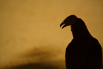 Buzzard a.k.a. Vulture, gloomy silhouette of the carrion-eating bird that is associated with death and demise