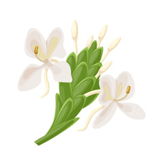 Vector illustration, Hedychium coronarium, white garland-lily, or white ginger lily, isolated on white background.