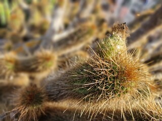 Explore Lanzarote's stunning cactus gardens, where the vibrant hues and varied shapes of these plants create a mesmerizing tapestry of desert life. 