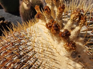 Explore Lanzarote's stunning cactus gardens, where the vibrant hues and varied shapes of these plants create a mesmerizing tapestry of desert life. 