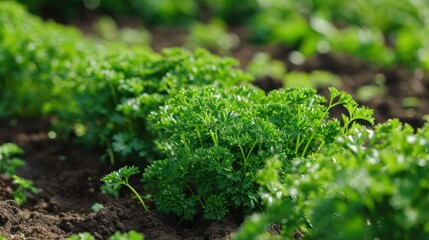 The cultivation and production of parsley, a successful harvest.