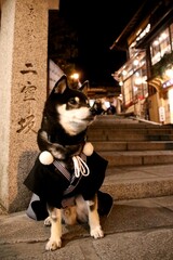 袴を着た犬