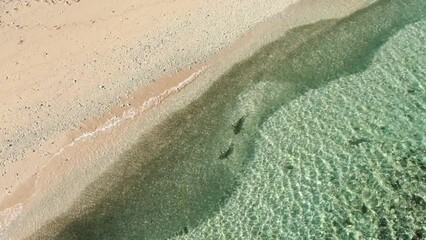 Sharks along shoreline with baitfish