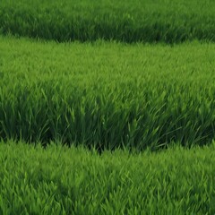 Obraz premium Green grass textures