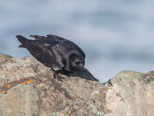 American Crow poised for flight, on a rock at the shore (Corvus brachyrhynchos)