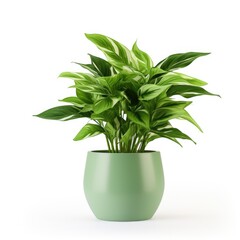 Decorative green plant isolated on white background.