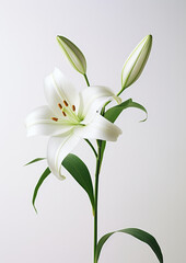 Fototapeta na wymiar White floral leaf background beauty flower isolated green lily nature spring plant petal blooming