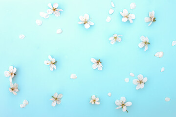 Cherry blossoms on a blue background. Spring Background