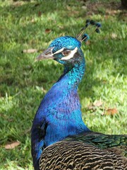 Fototapeta premium Peafowl Bird Phasianidae Beak Botany Plant