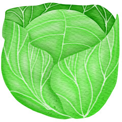Obraz premium Cartoon cabbage