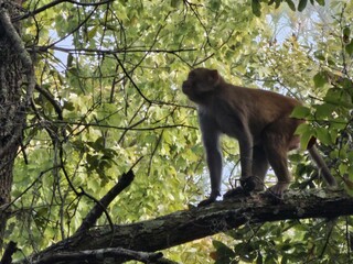 Jozani Forest Primate Fawn Macaque Terrestrial animal Plant