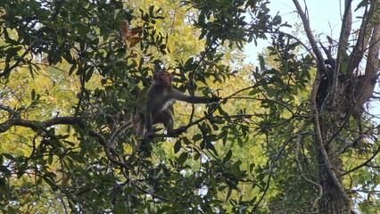Obraz premium Primate Tree Plant Twig Terrestrial animal Macaque