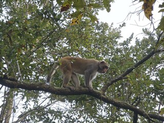 Primate Tree Macaque Fawn Rhesus macaque Terrestrial animal