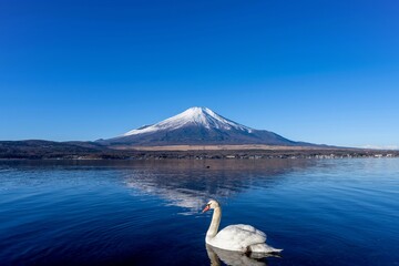 山中湖の湖畔から見た富士山と白鳥のコラボ情景