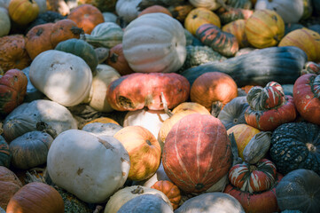 pumpkins 
