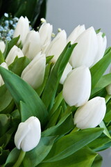 the bouquet of white tulips