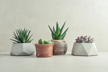  Houseplants (succulents) in pots on a light background