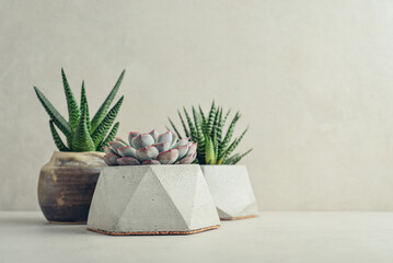  Houseplants (succulents) in pots on a light background