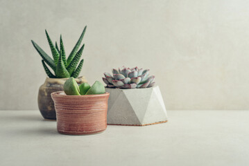  Houseplants (succulents) in pots on a light background