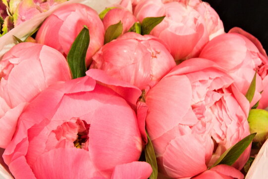beautiful pink peony bouquet as a background © Volha