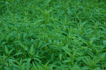 Close-Up High-Angle View Of The Fresh Leaves Of Sphenoclea Zeylanica Plants In Agricultural Area