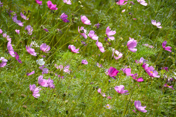 pink cosmos bipinnatus flower in nature garden