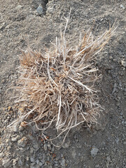 dried grass and dry leaves on the ground