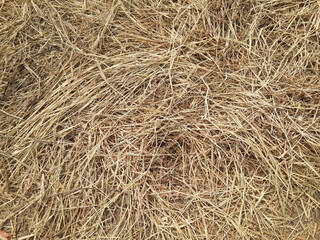 dry straw in a field. background.