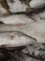 fresh fish on ice