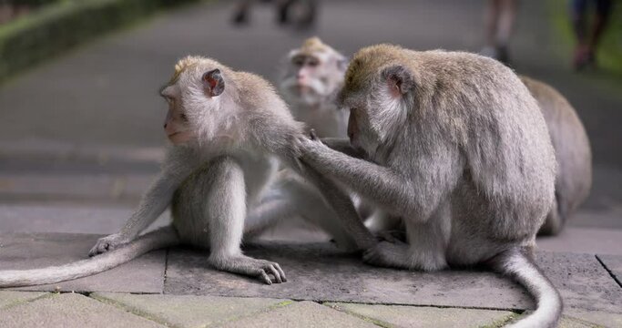 The crab-eating macaque (Macaca fascicularis), also known as the long-tailed macaque, Monkey forest Ubud, Bali