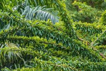 Leaves of a calabash tree (Crescentia cujete) - Florida, USA