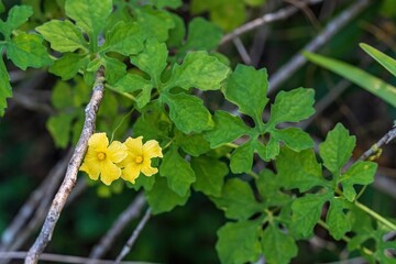 Fototapeta premium Bitter melon (Momordica charantia) - Hollywood, Florida, USA