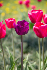 Pink and purple tulips in a garden