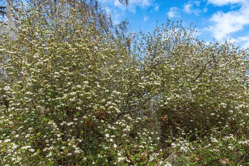 Small-leaf viburnum (Viburnum obovatum) - Ocala, Florida, USA