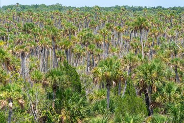 Cabbage palm hammock (Sabal palmetto) in Weekiwachee Wildlife Management Area - Spring Hill,...