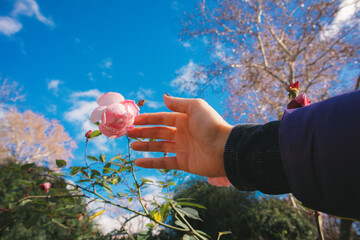 Pink buds of fragrant rose hip tea roses on a bush, woman gardener touch fresh petals. Spring...