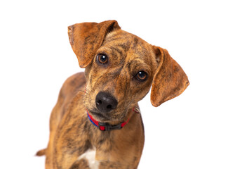 studio photo of a cute dog in front of an isolated background - 714397075