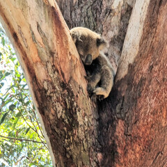 Koala Asleep in a Eucalyptus Tree in the Australian Bush
