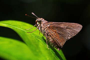 Dun skipper butterfly (Euphyes vestris) - Davie, Florida, USA